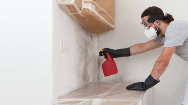 Basement Mold Remediation treatment on basement walls in Bellwood